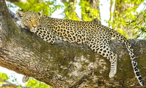 Wildlife & Nature Athirst